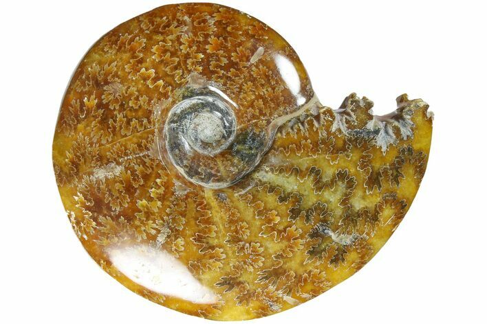 Polished Ammonite (Cleoniceras) Fossil - Madagascar #185479
